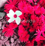 Oxalis Seed Flowers Rrae Color Rotary Oxalis Versicolor