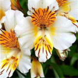 Peruvian Lily Alstroemeria Flower Beautiful Flower Seeds