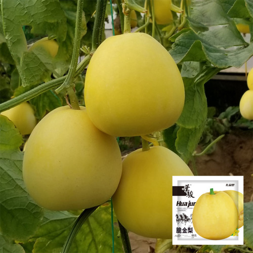 Pale Yellow Crispy Melon, Pear-Shaped