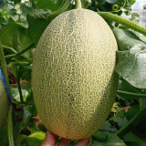 Xizhoumi Sweet Melon Seeds
