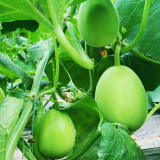 Qingshami Muskmelon Seeds