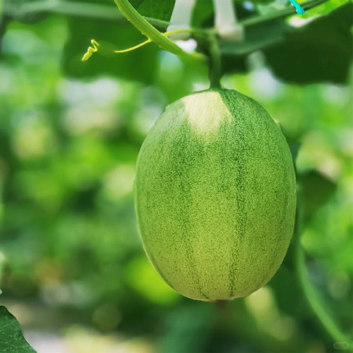 Qingshami Muskmelon Seeds