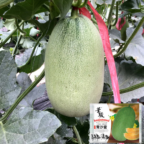 Qingshami Muskmelon Seeds