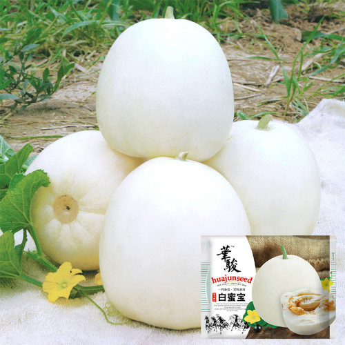Premium White Honey Melon Seeds