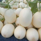 White Sweet Queen Melon Seeds