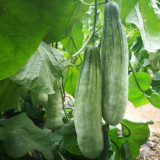 Horn-shaped Crispy Melon Seeds