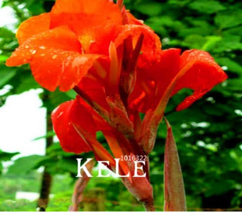 Canna Lily floresling - Seed Plants for Garden