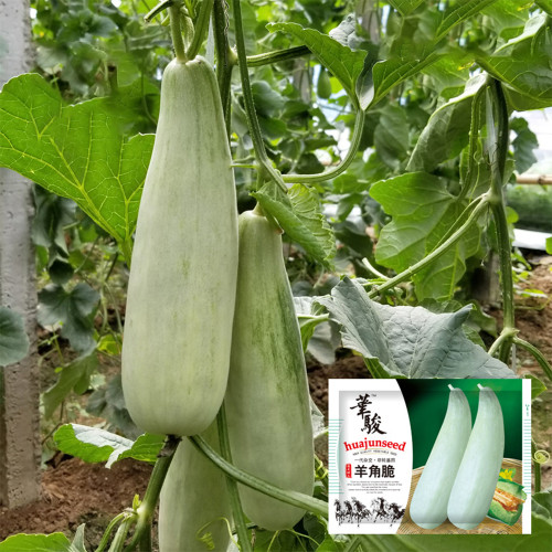 Horn-shaped Crispy Melon Seeds