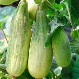 Horn-shaped Crispy Melon Seeds