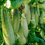 Horn-shaped Crispy Melon Seeds