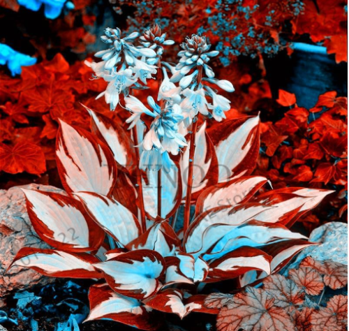 Colorful Hosta Flower Indoor Seeds