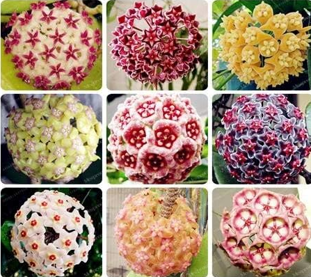 Rare Hoya Seed Potted Flowers Seeds Mixed
