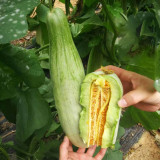 Horn-shaped Crispy Melon Seeds