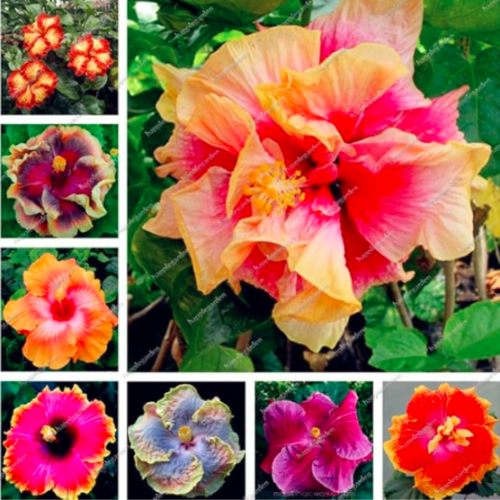 Multifarious Giant Hibiscus Flower Seed Potted Hibiscus (Color: Mix)
