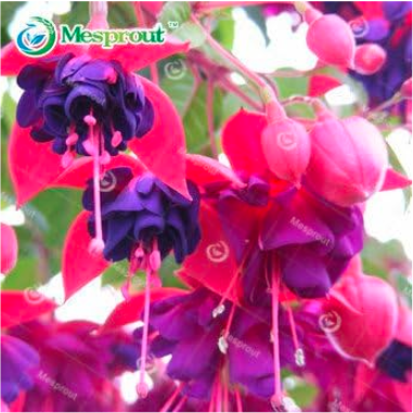 Fuchsias Seed Flower Seed Garden Plants (Color: 5)