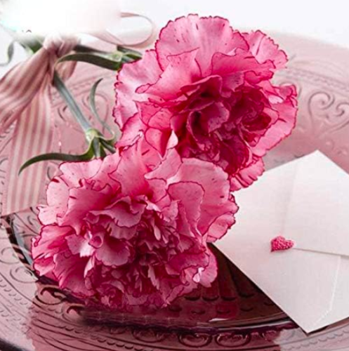 Elegant Light Red Edge Carnation Seed Perennial Dianthus Caryophyllus