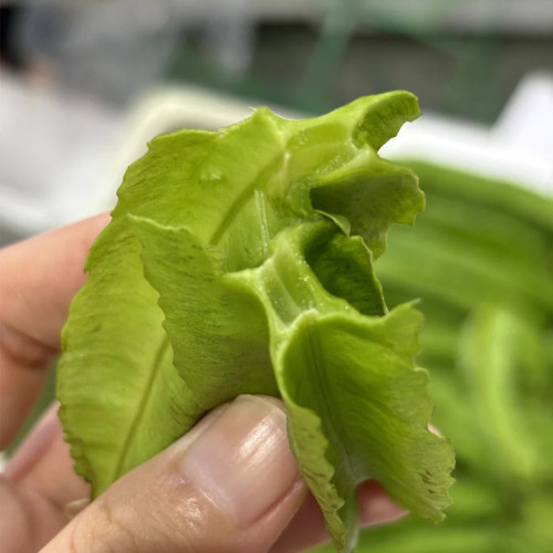 Winged Bean Seeds, Psophocarpus tetragonolobus