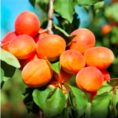Perennial Fruit Tree Seeds Apricot