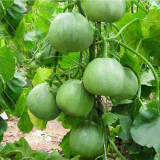 Huajun Emerald Sweet Melon Seeds