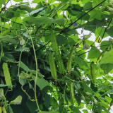 Winged Bean Seeds, Psophocarpus tetragonolobus