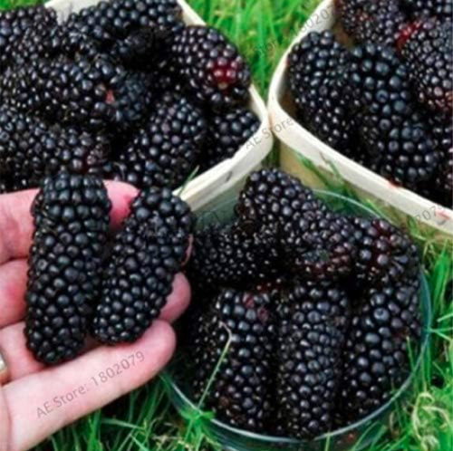 Heirloom BlackBerry Seed Sweet Black Berry