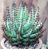 Aloe Vera Seed Rare Succulent Lucky Aloe Indoor