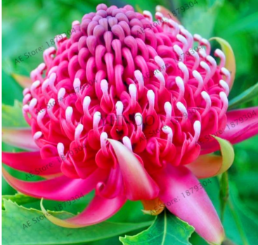 South Wales Waratah (Telopea speciosissima) Flower Seeds