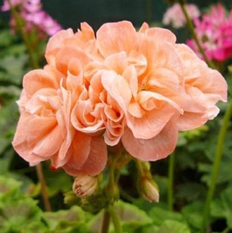 Rare Geranium Seed Apple Blossom Rosebud Pelargonium