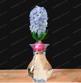 Hyacinth Bulb, Whitish Blue Color