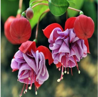 Fuchsia Seed Garden Balcony Lanterns Flowers