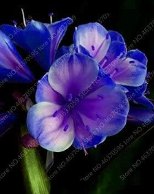 Clivia Flower Beautiful Bush Lily Potted Seeds