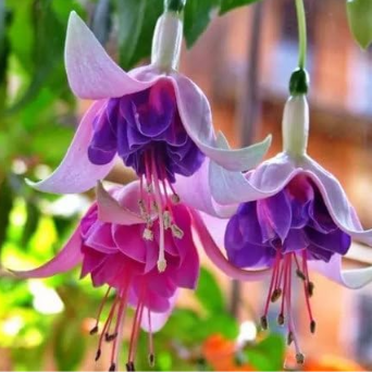 Flower-Watching Fragrance on The Balcony of Crabapple Lantern Flower with Upside-Down Golden Bell Seed