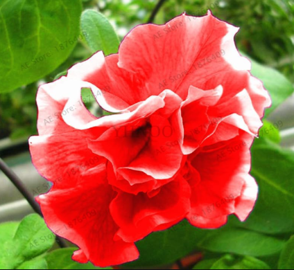 Double Petals Morning Glory Petunia Plant Seeds