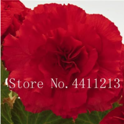 Begonia Flower Rare Seeds Red Color