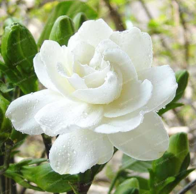 Gardenia Seed (Cape Jasmine) Amazing Smell & Beautiful Flowers