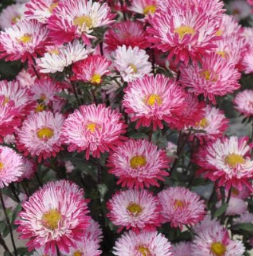 China Aster (Callistephus Chinensis Sea Star) - Beautiful Flower Seed