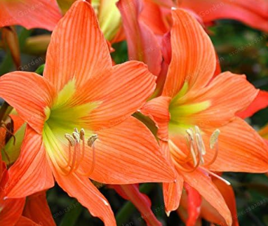 Amaryllis Bulbs, Orange Color