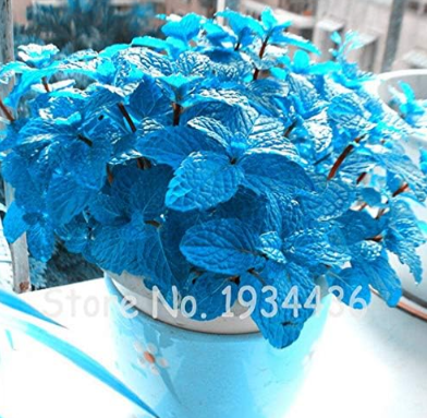 Blue Basil Home Garden Seed Planting Heirloom Aromatic Vegetables