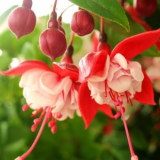 Flower-Watching Fragrance on The Balcony of Crabapple Lantern Flower with Upside-Down Golden Bell Seed