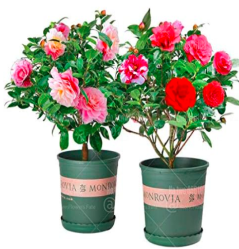 Camellia Seed Plants Common Camellia Flowers Mixed