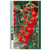 'Red Millennium' Cherry Tomato Seeds