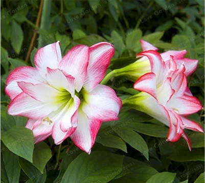 Amaryllis Bulbs, White & Red