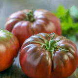 Marsha's Starfighter Beefsteak Tomato Seeds