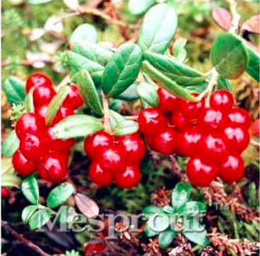 Cranberry Vaccinium Fruit Seed Chinese Cranberry Vaccinium