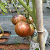 Marsha's Starfighter Beefsteak Tomato Seeds