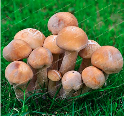 Rare Mushroom Seed Green Vegetable Organic Healthy Edible (Color: 6)