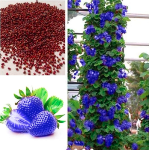Blue Climbing Strawberry Seed Tree Very Fruit Seed