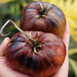 Marsha's Starfighter Beefsteak Tomato Seeds