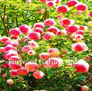 Rainbow Climbing Rose Seeds