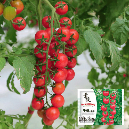 ‘Millennium’ Cherry Tomato Seeds